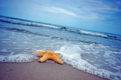 Beautiful Starfish on the Seashore