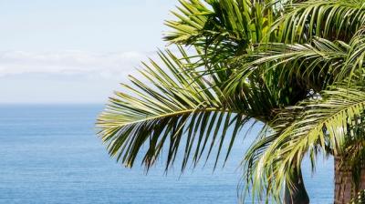 Coconut tree by the sea