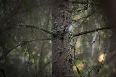 Brown and white owl perched on a tree branch