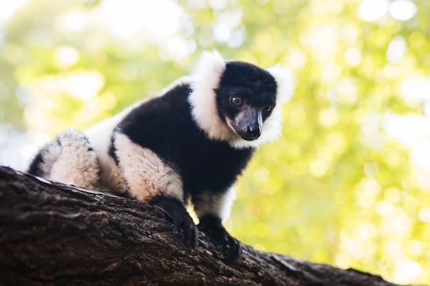 Beautiful Lemur Stock Photos Available for Free Download