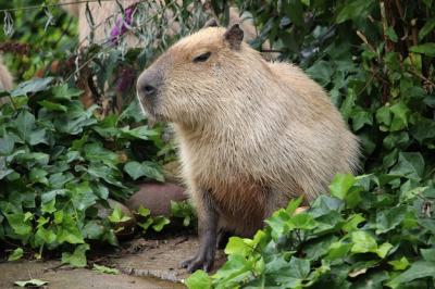 Capybara Closeup Shot in Lush Greenery