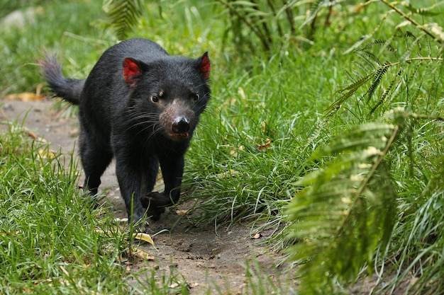 Tasmanian Devil – Sarcophilus harrisii