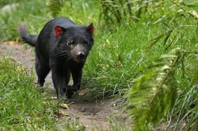 Tasmanian Devil – Sarcophilus harrisii