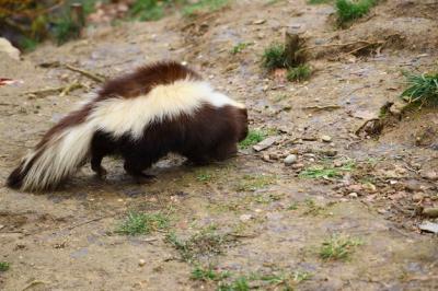 Skunk walking around: Free download of selective focus shot