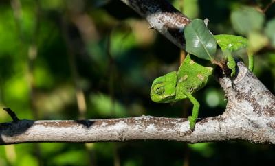 Baby Mediterranean Chameleon (Chamaeleo Chamaeleon) on Carob Tree in Malta