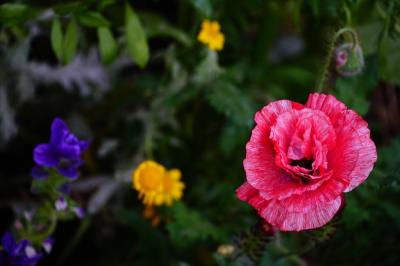 Closeup Shot of Beautiful Colorful Flowers – Free Download