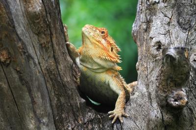 Bearded Dragon on Tree