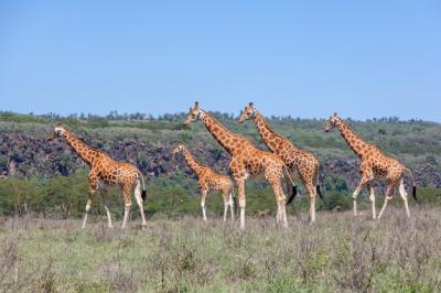 Giraffes herd in savannah – Free Download