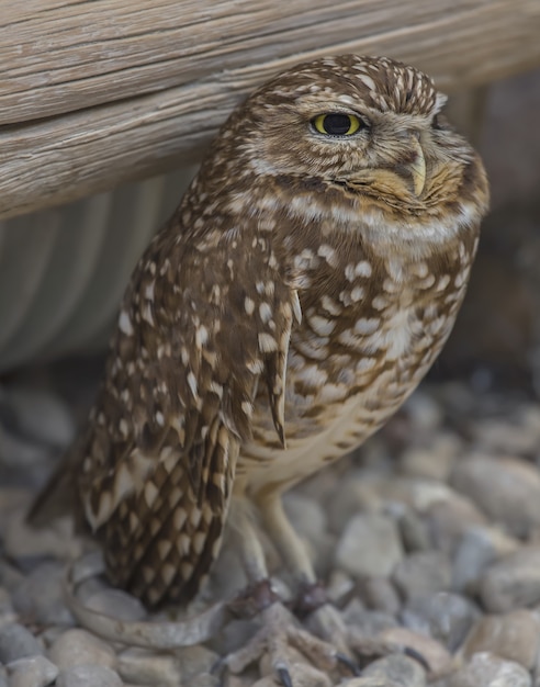 Wise Burrowing Owl standing on the ground