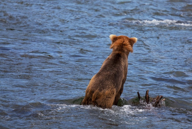 Bear on Alaska – Free Stock Photo