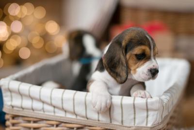 Little puppy in the basket