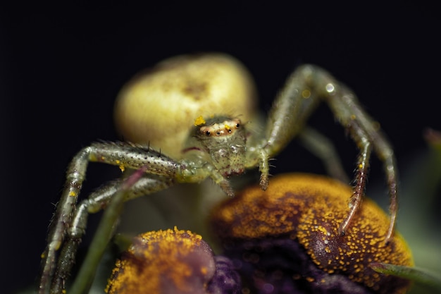 Macro Shot of a Small Spider