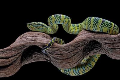 Tropidolaemus wagleri snake closeup on branch – Free Stock Photo Download