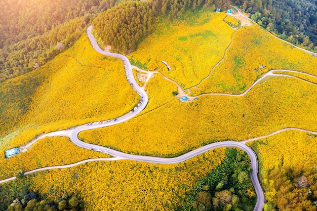 Tung Bua Tong Mexican Sunflower Field in Mae Hong Son Province, Thailand