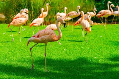 Closeup of beautiful flamingo group walking on the grass in the park