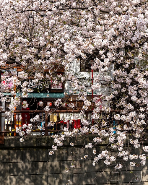 Peach Tree Blossom in Japan – Free Stock Photo for Download