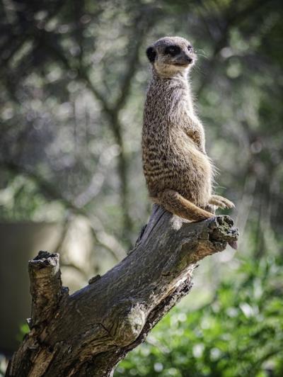 Vertical selective focus shot of a meerkat on a trunk in Branitz park in Germany