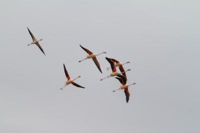 Beautiful Flock of Flamingos with Red Wings Flying in Clear Sky