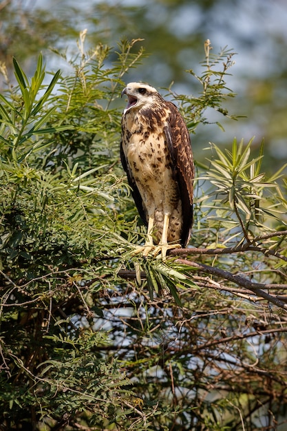 Bird of Pantanal in the Nature Habitat