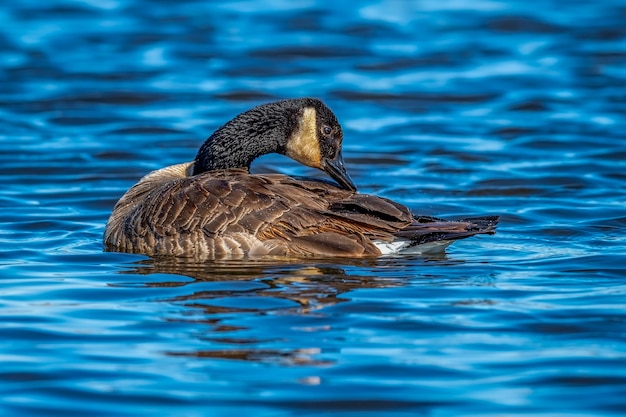 Canada Goose Bathing (Branta Canadensis)