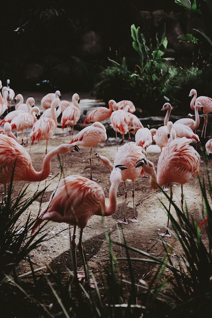 Large Flock of Beautiful Pink Flamingos in an Exotic Tropical Field