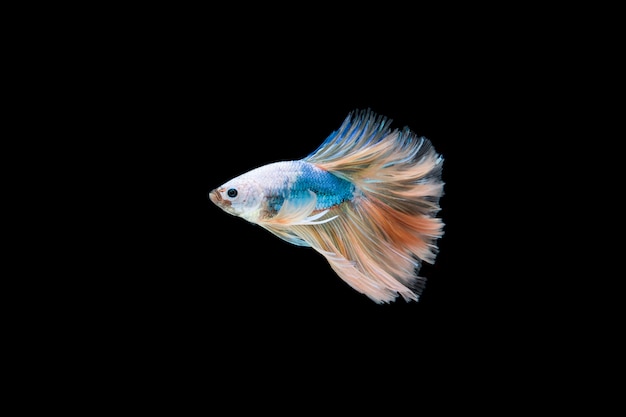 Beautiful Colorful Siamese Betta Fish