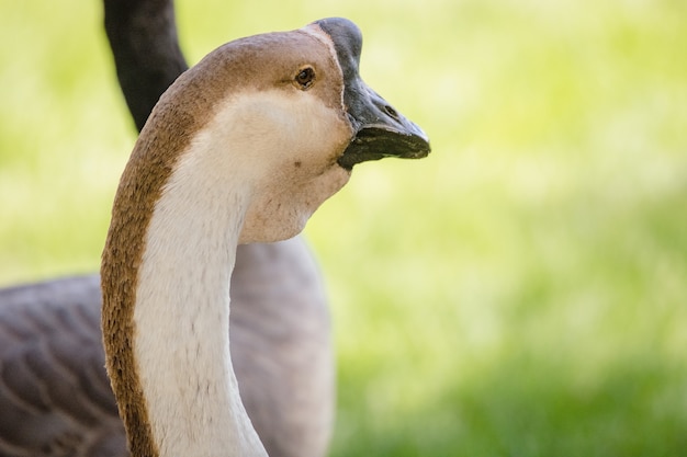 White and black swan in close up during daytime