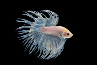 Crowntail Betta – Free Stock Photo Download