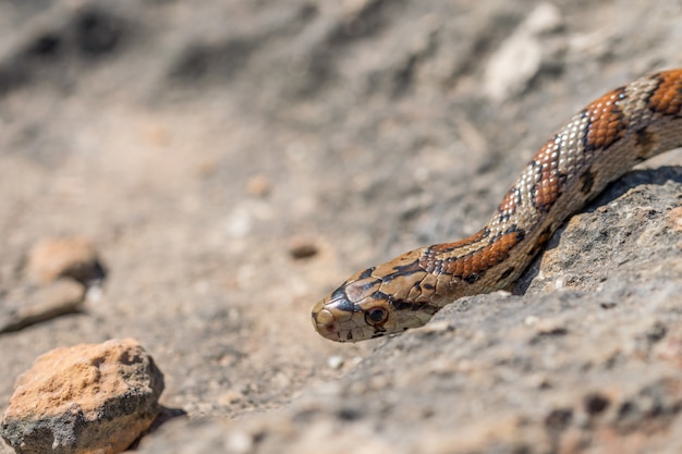 Close up of an adult Leopard Snake