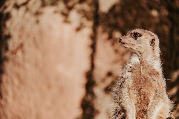 Meerkat on Lookout in the Zoo