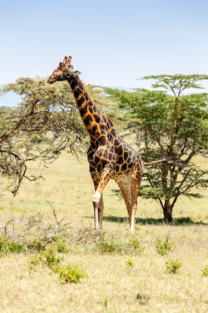 Giraffe on a bed of grass