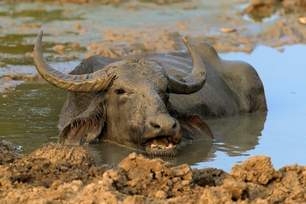 Water buffalo bathing in a lake in Sri Lanka