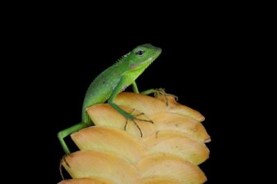 Green lizard on yellow bud with black background – Free Stock Photo