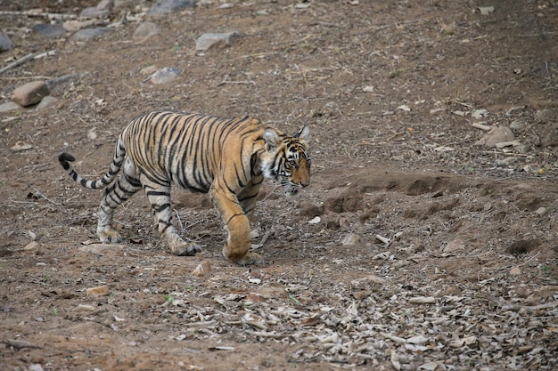 Natural Habitat of Tiger – Free Download Stock Photo