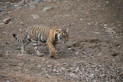 Natural Habitat of Tiger – Free Download Stock Photo