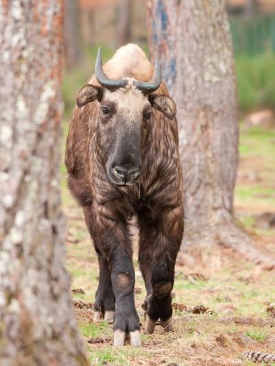 Vertical Shot of a Brown Takin Walking in a Forest