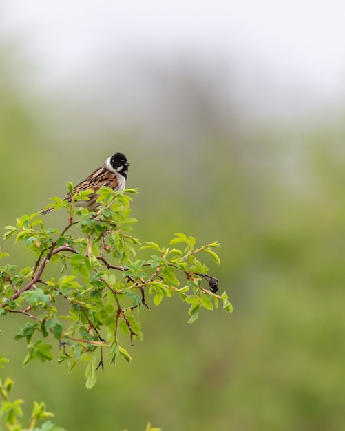 Common reed bunting sitting on a branch