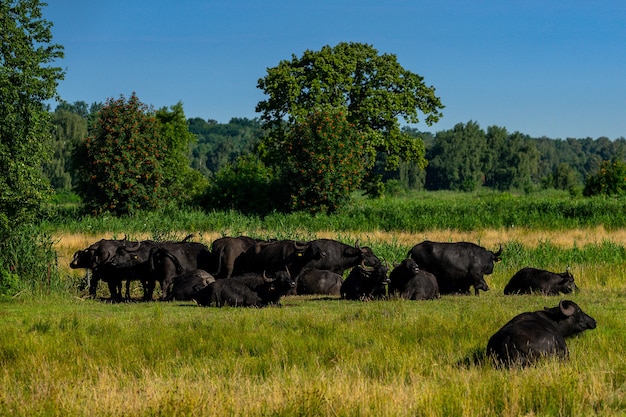 Closeup Shot of a Water Buffalo Herd in a Meadow