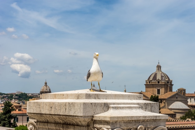 Seagull Perched in Front of a Building in Rome, Italy