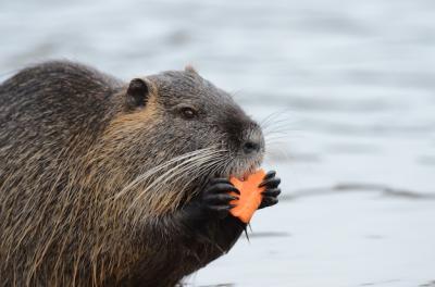 Beaver Eating a Carrot Near the Water