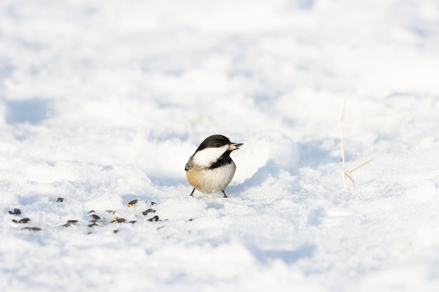 Cute Carolina Chickadee Standing on Snowy Surface Ground with Blurred Space