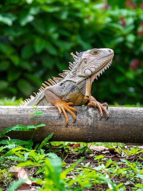 Lizard Standing on Wooden Fence in Garden – Free Stock Photo Download