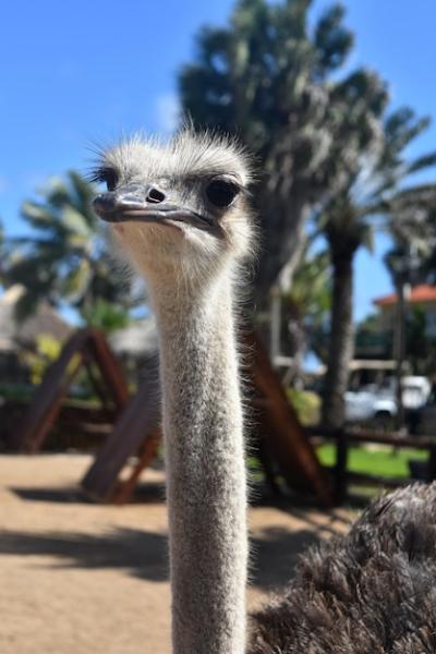 Very Long Thin Neck on an Ostrich in Aruba