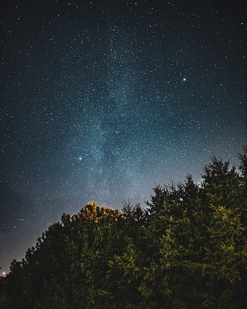 Low Angle Shot of Forest and Starry Sky – Free Download