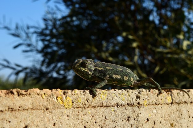 Closeup shot of a Mediterranean Chameleon balancing on a thin brick wall