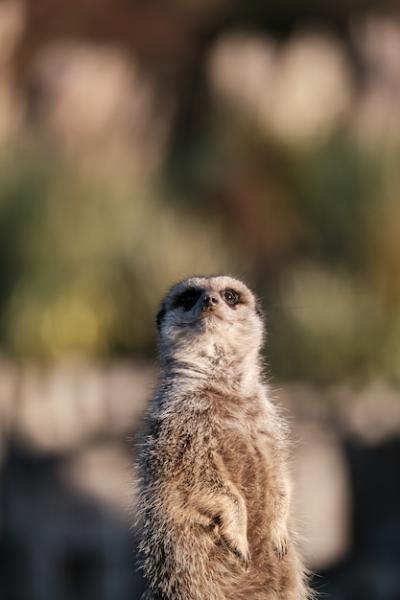 Cute Meerkat with Blurred Wall – Free Download