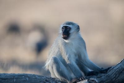 Blackfaced Monkey Sitting on Branch – Free Stock Photo for Download