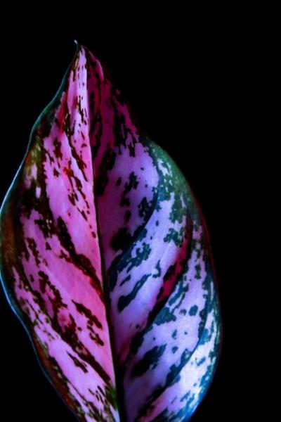 Colored Leaf on Simple Background