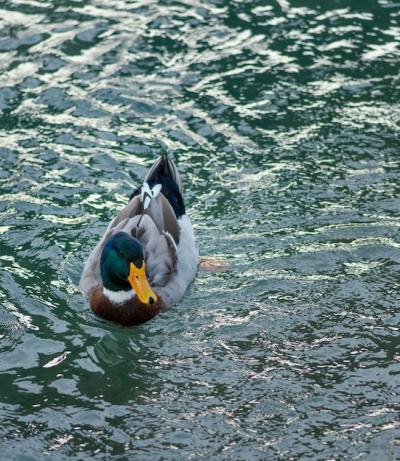 Wild Duck Floating on the Water