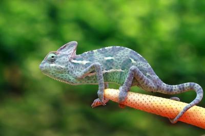 Chameleon veiled catching insect